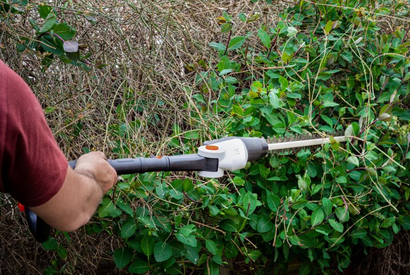 Bush Replacement in Ventura County, CA