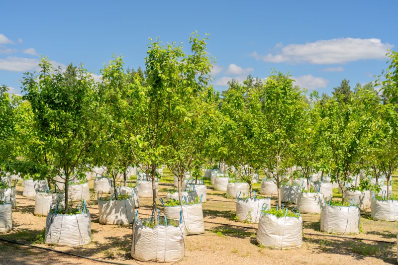 Tree Installation Service in Ventura County, CA